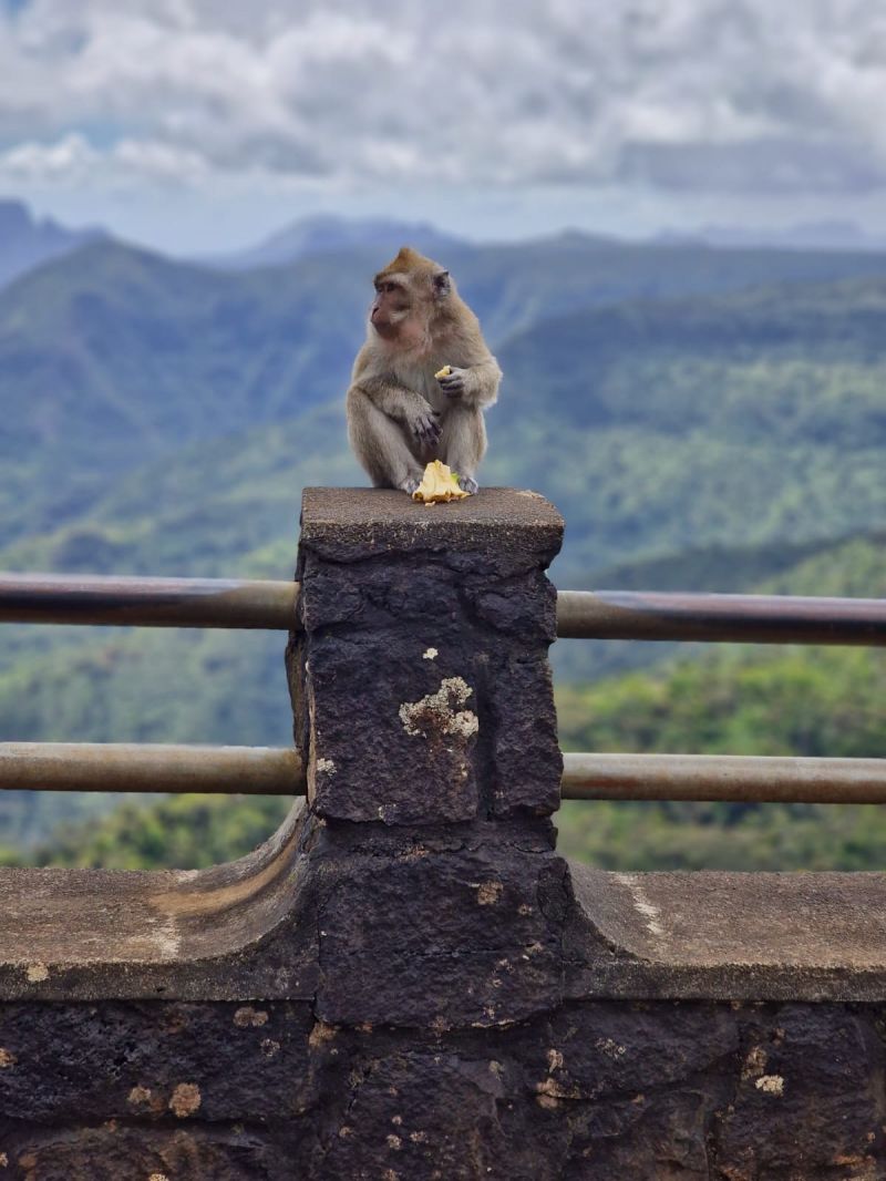 Animaux,Lyha,Mexique