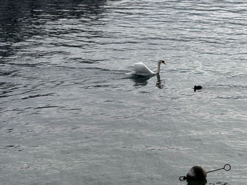 Génève,güyzd,Lac,Suisse