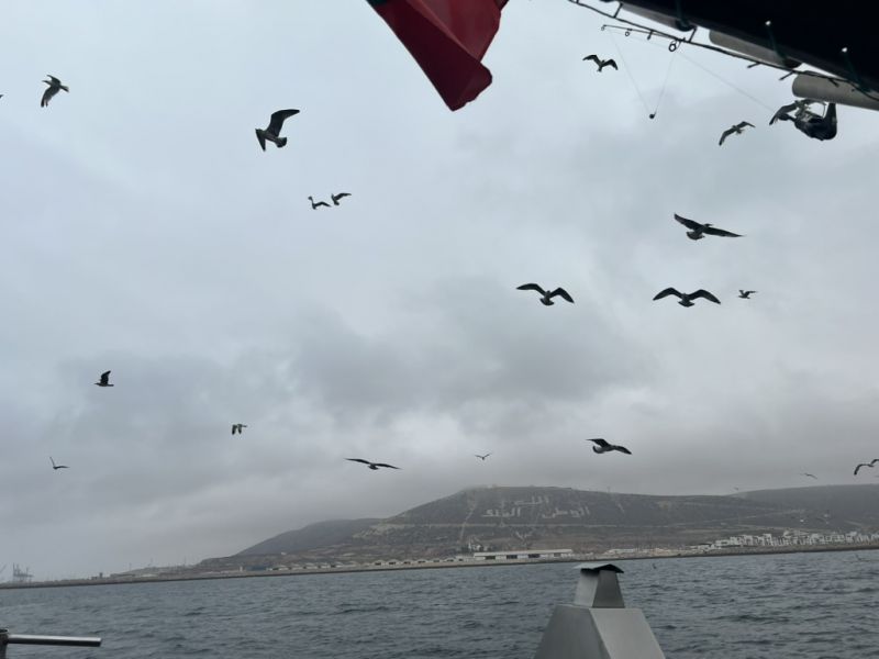 Agadir,Animaux,Bateau,güyzd,Maroc