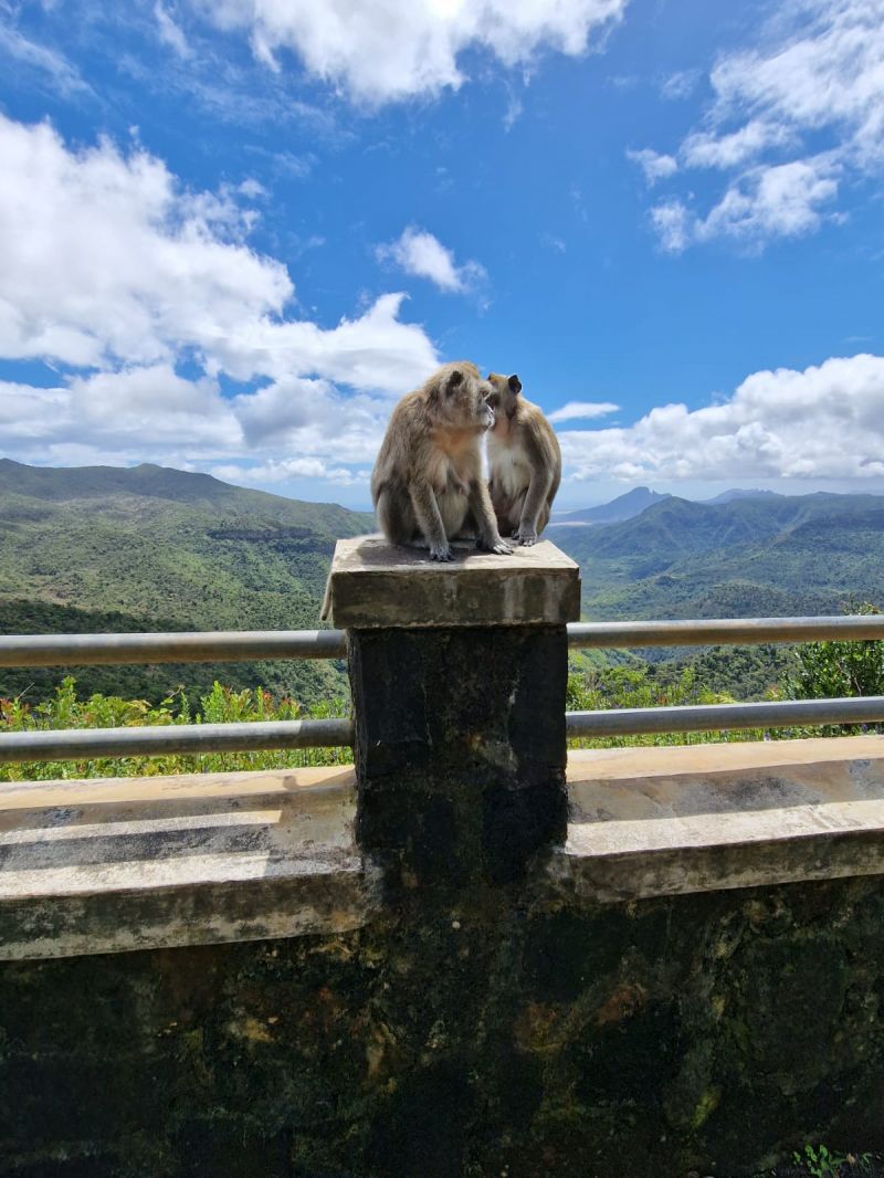 Animaux,Lyha,Mexique