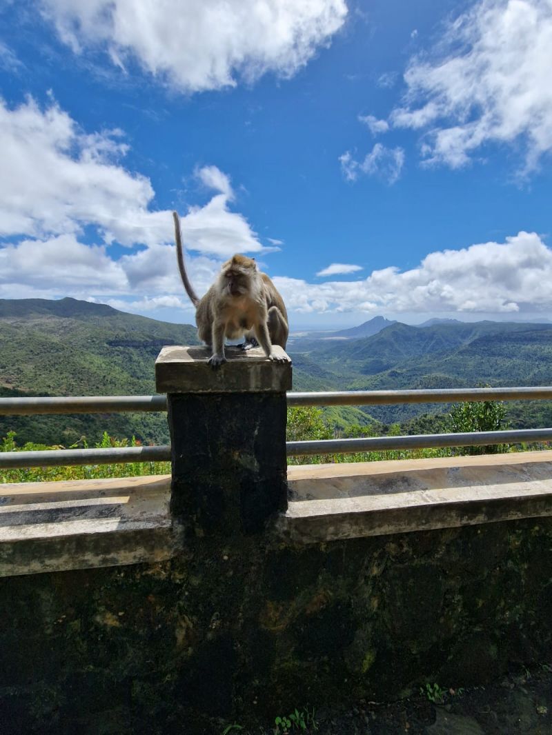 Animaux,Lyha,Mexique