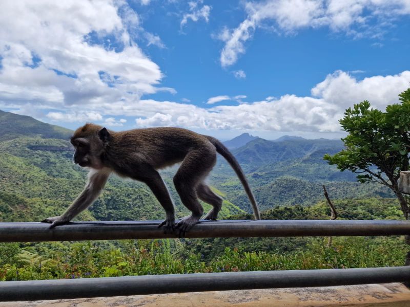 Animaux,Lyha,Mexique